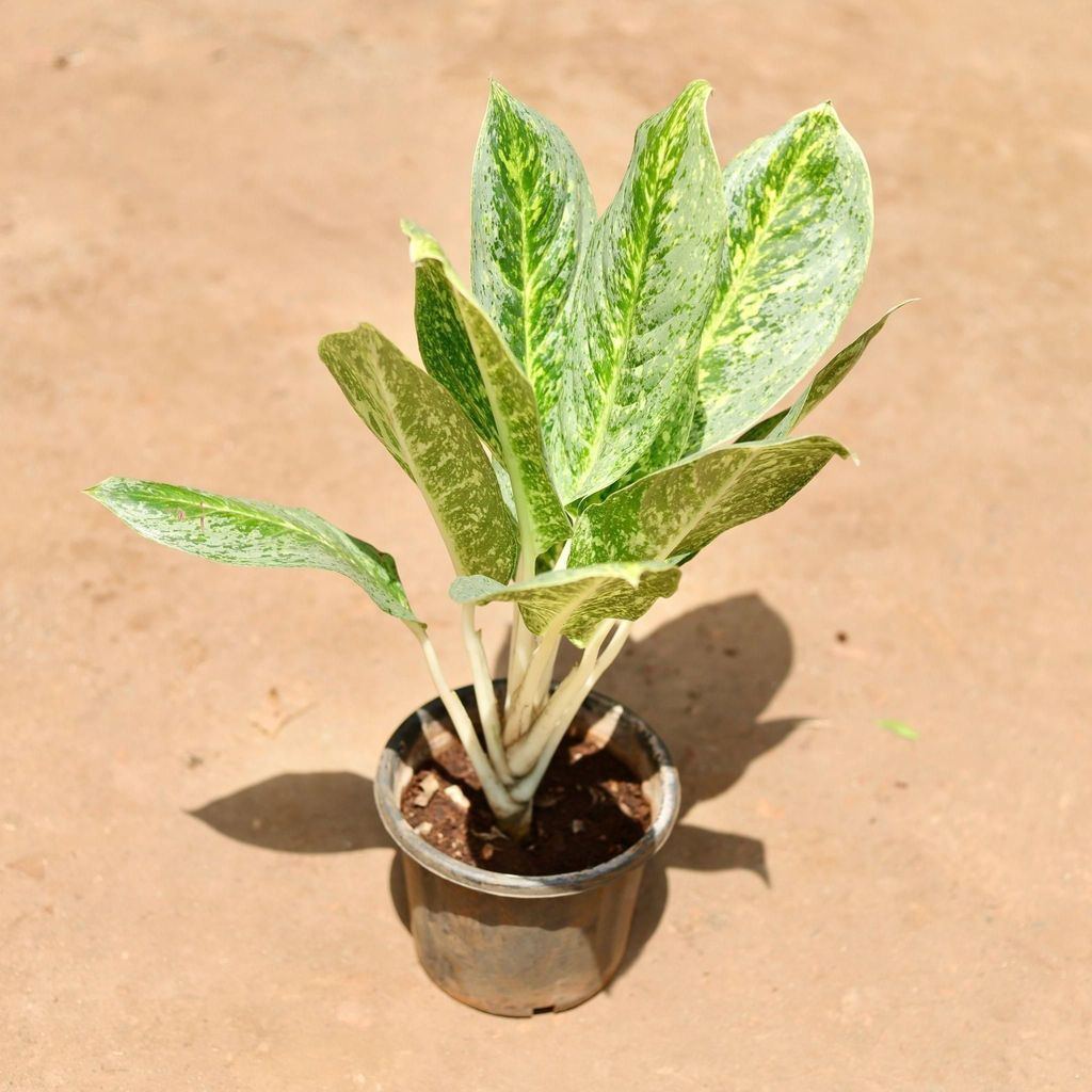 Buy Aglaonema Butterfly In 8 Inch Plastic Pot Online | Urvann.com Aglaonema Butterfly in 8 Inch Nursery Pot