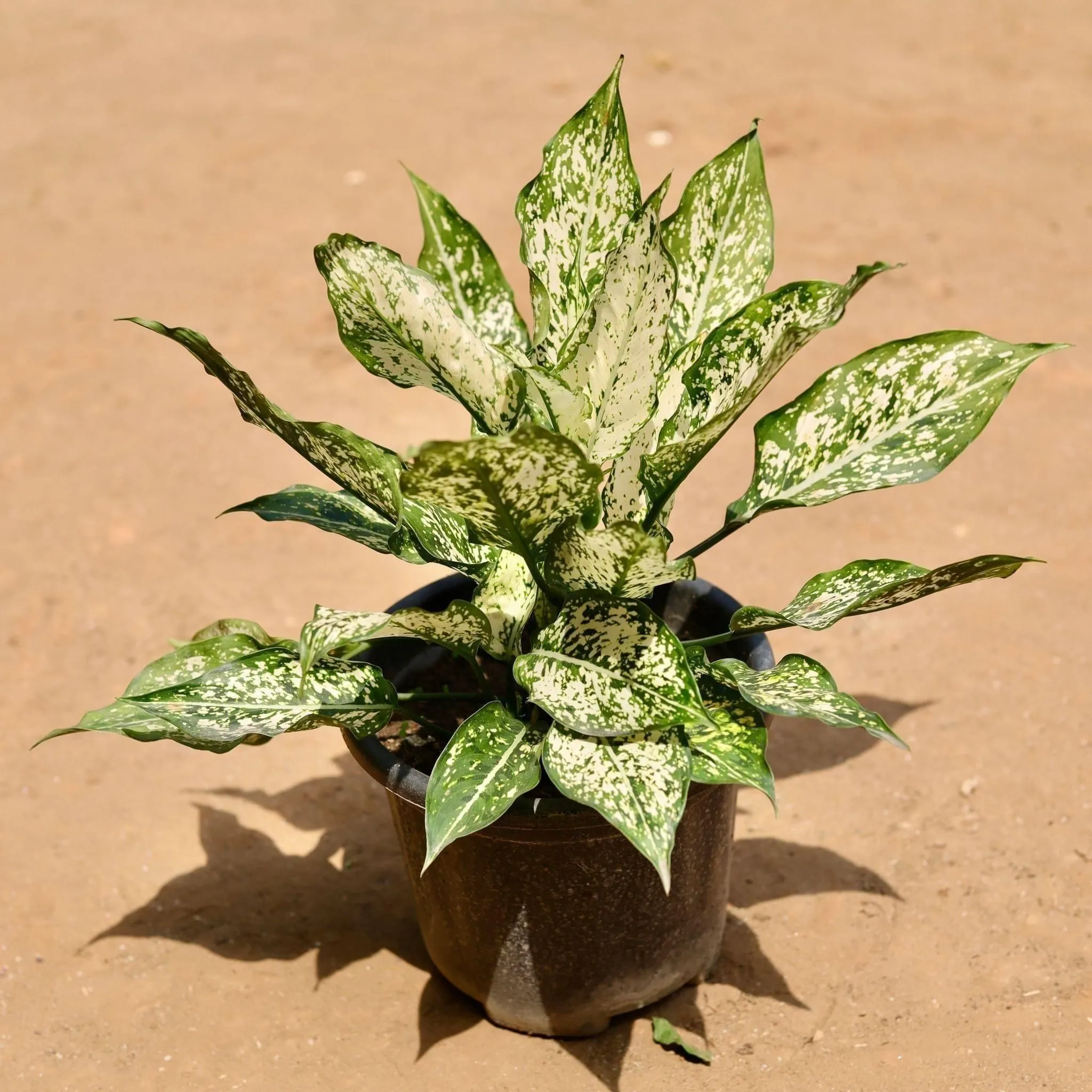Aglaonema Snow White in 10 Inch Nursery Pot