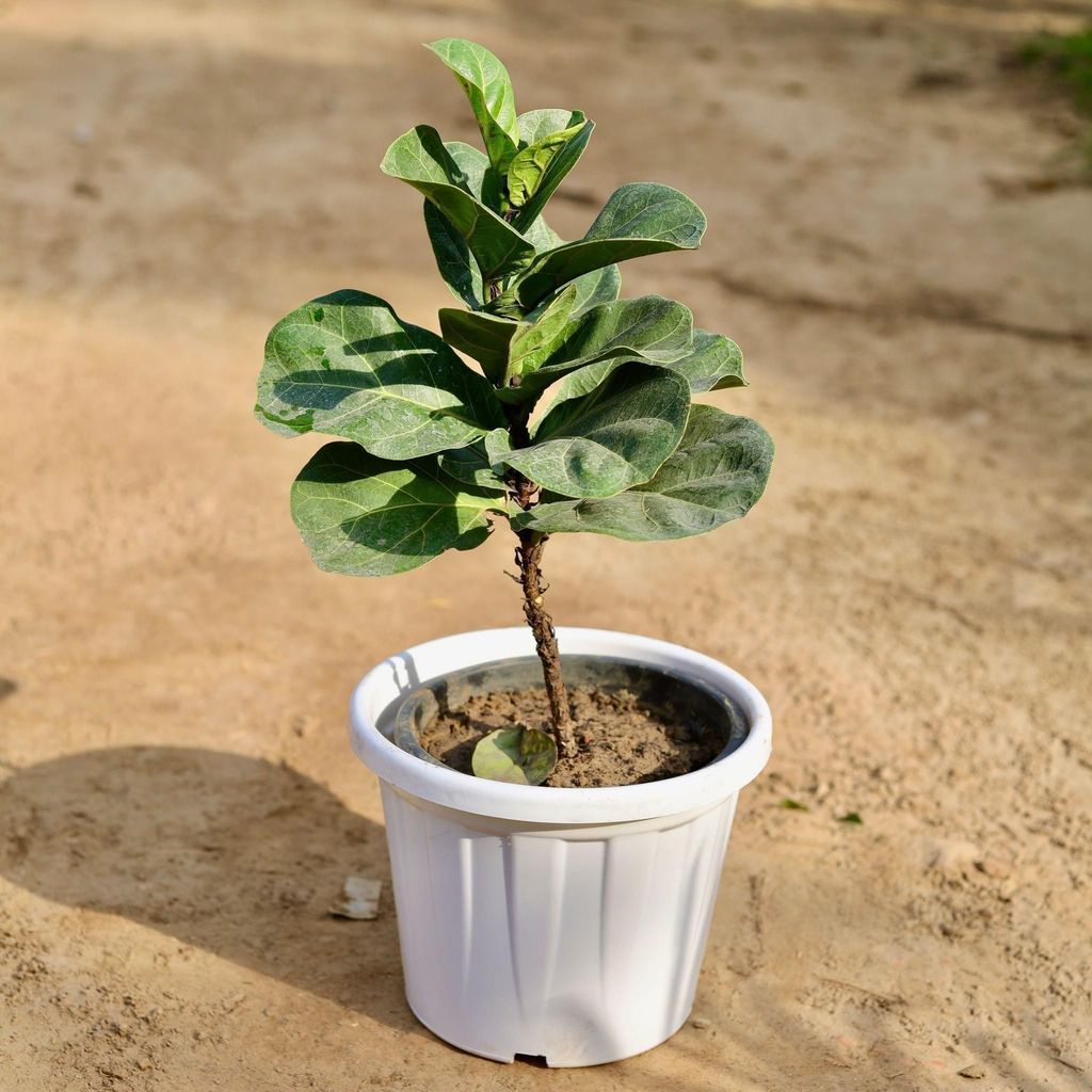 Fiddle Leaf Fig / Ficus Lyrata in 12 Inch White Classy Plastic Pot