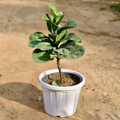Buy Fiddle Leaf / Ficus Lyrata In 12 Inch White Classy Plastic Pot Online | Urvann.com