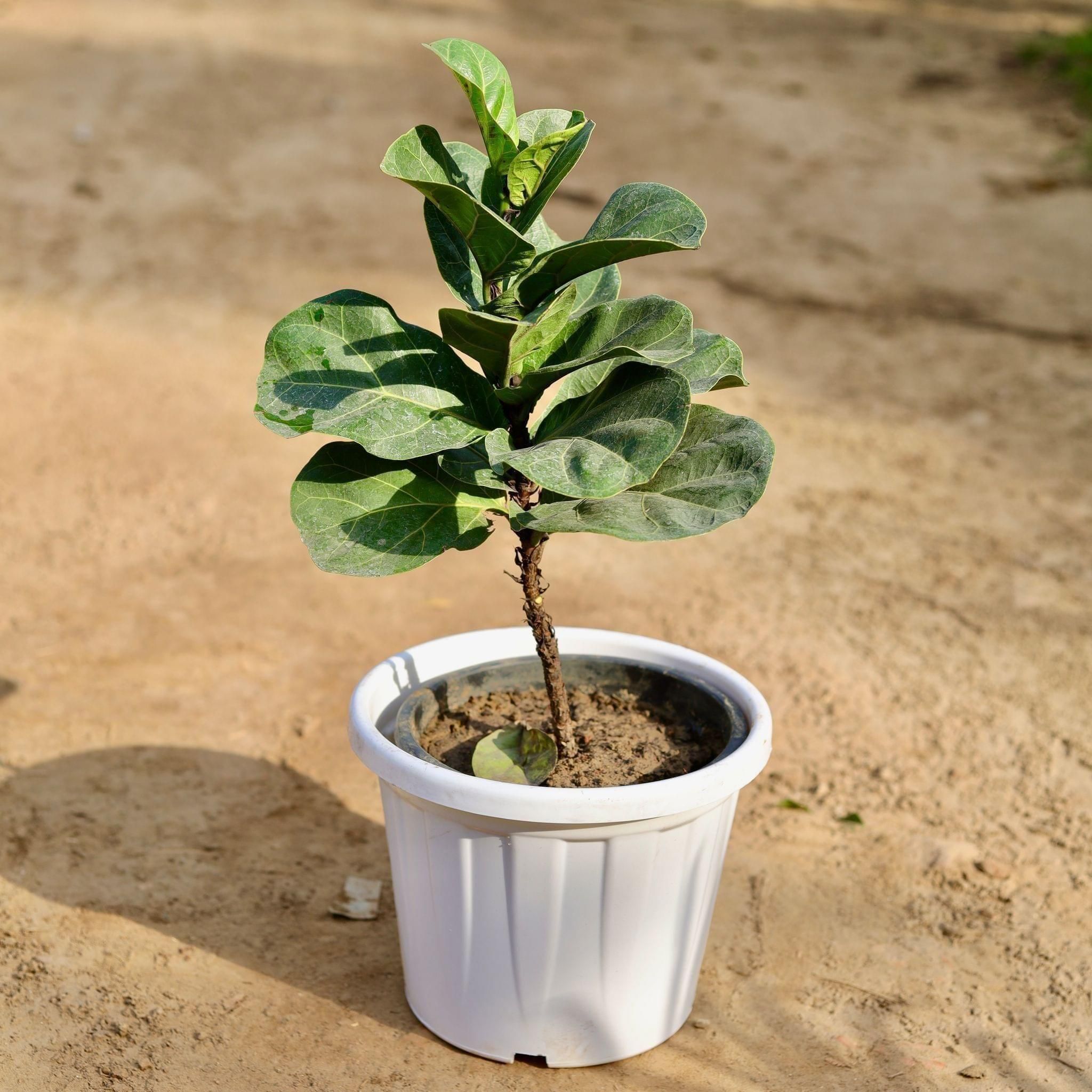 Fiddle Leaf Fig / Ficus Lyrata in 12 Inch White Classy Plastic Pot