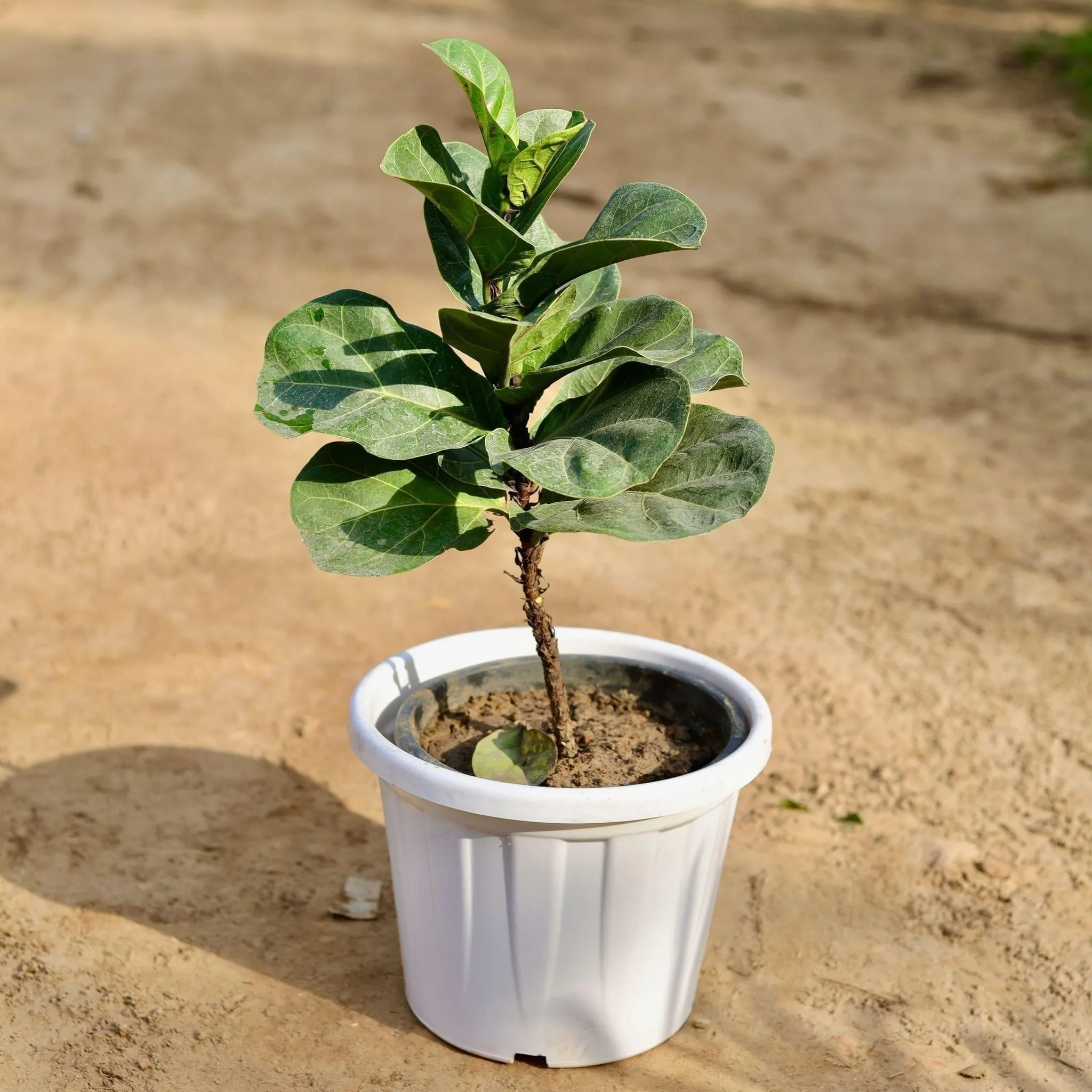 Fiddle Leaf Fig / Ficus Lyrata in 12 Inch White Classy Plastic Pot