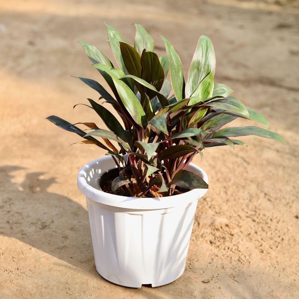 Buy Dracaena Red 3 In 1 In 12 Inch White Classy Plastic Pot Online | Urvann.com Dracaena Red 3 in 1 in 12 Inch White Classy Plastic Pot