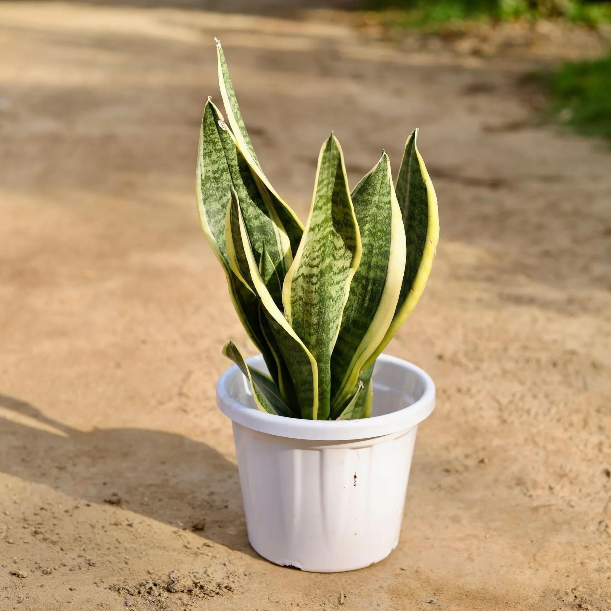 Snake Variegated in 10 Inch White Classy Plastic Pot