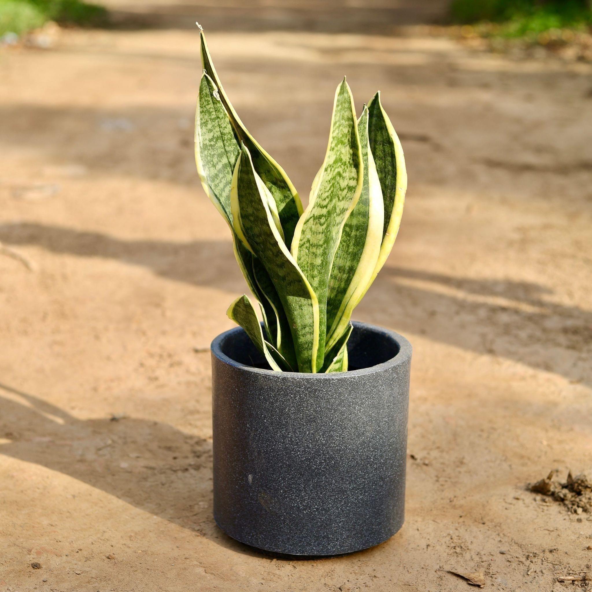 Snake Variegated in 10 Inch Gray Classy Plain Cylindrical Fiberglass Pot