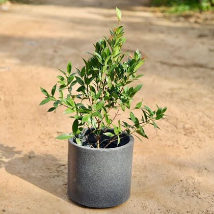 Buy Ficus Christina In 10 Inch Gray Classy Plain Cylindrical Fiberglass Pot Online | Urvann.com