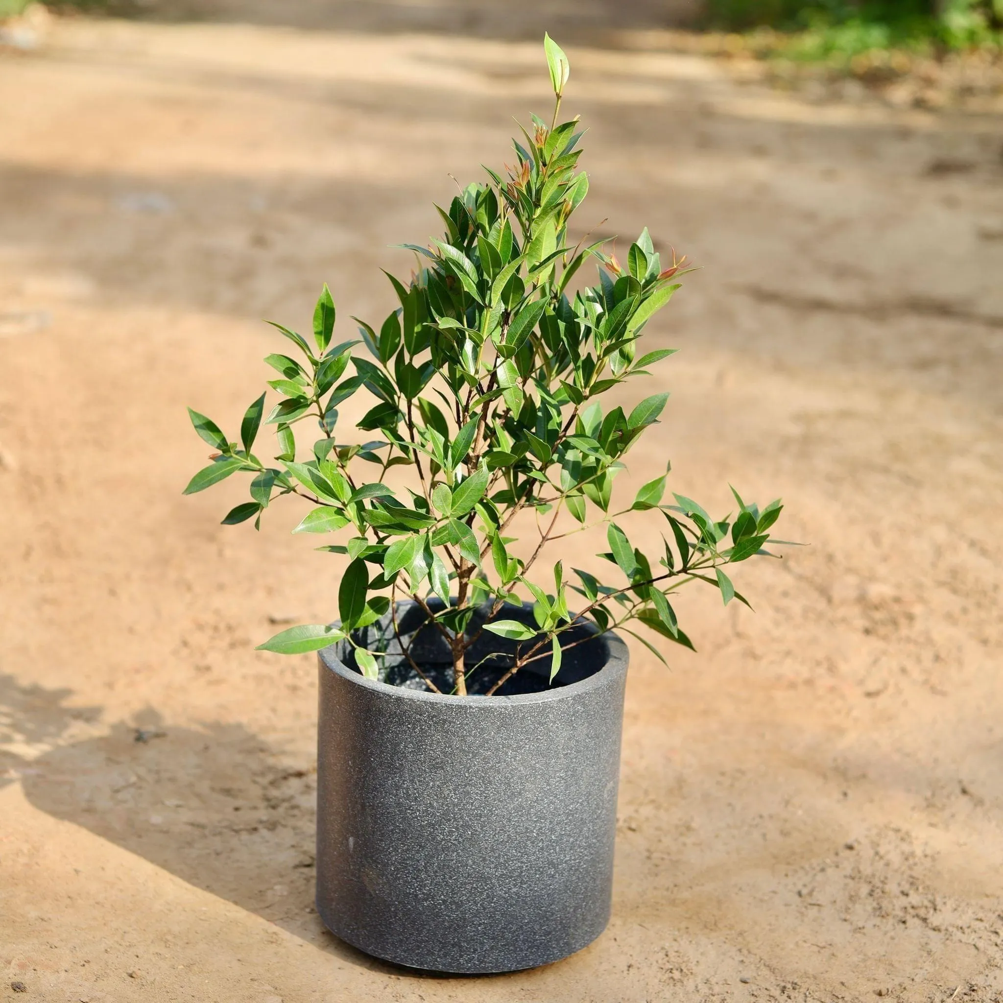 Ficus Christina in 10 Inch Gray Classy Plain Cylindrical Fiberglass Pot