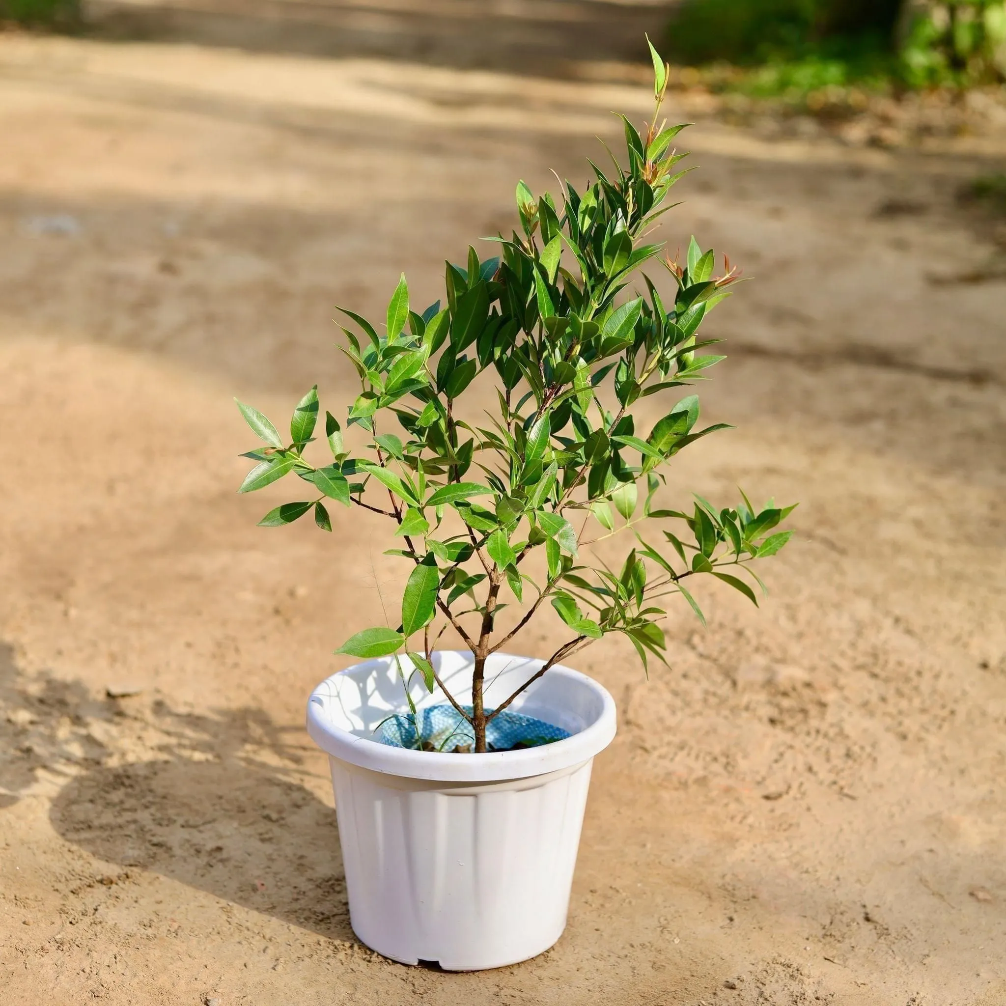 Ficus Christina in 10 Inch White Classy Plastic Pot