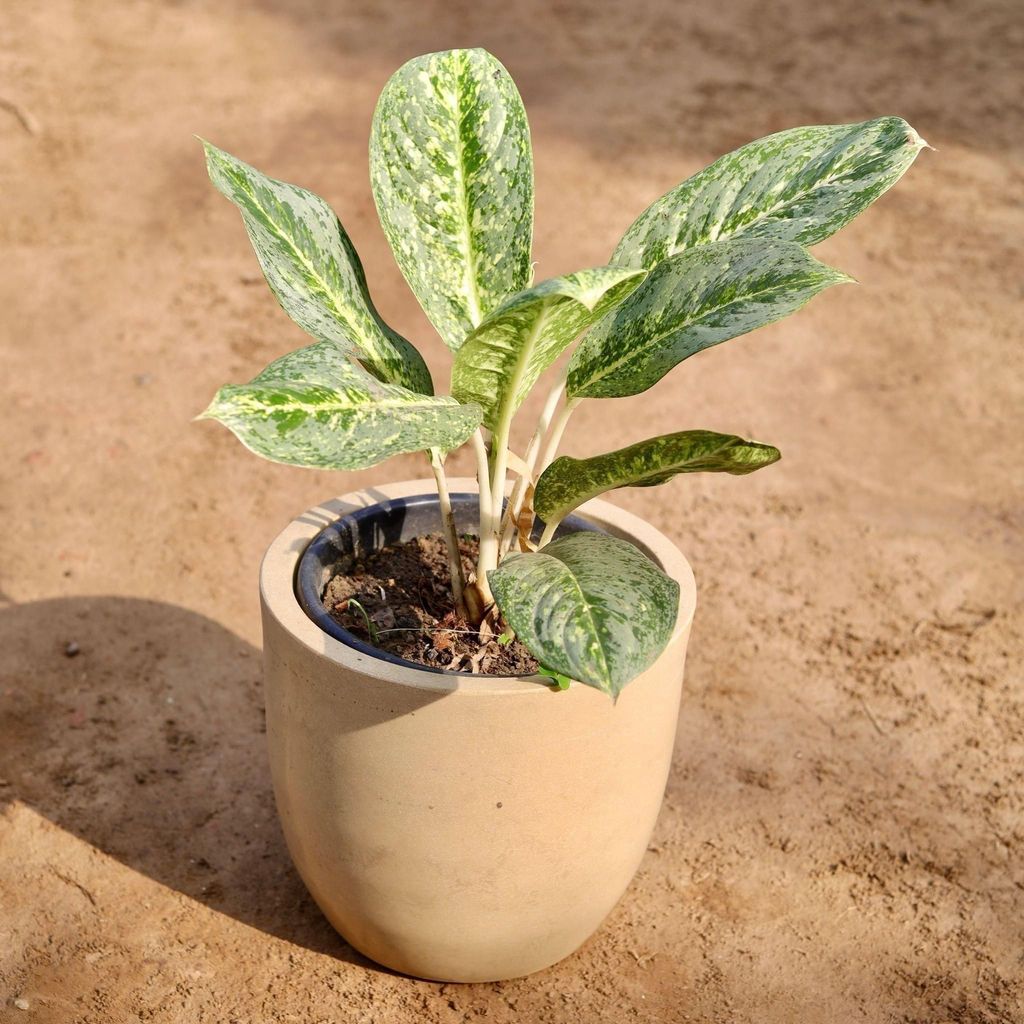 Buy Aglaonema Butterfly In 10 Inch Brown Classy Round Fox Fiberglass Pot Online | Urvann.com Aglaonema Butterfly in 10 Inch Brown Classy Round Fox Fiberglass Pot