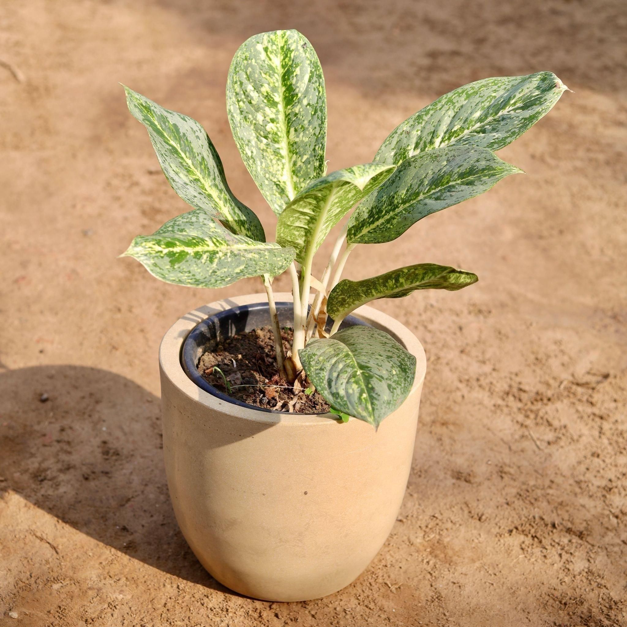 Aglaonema Butterfly in 10 Inch Brown Classy Round Fox Fiberglass Pot