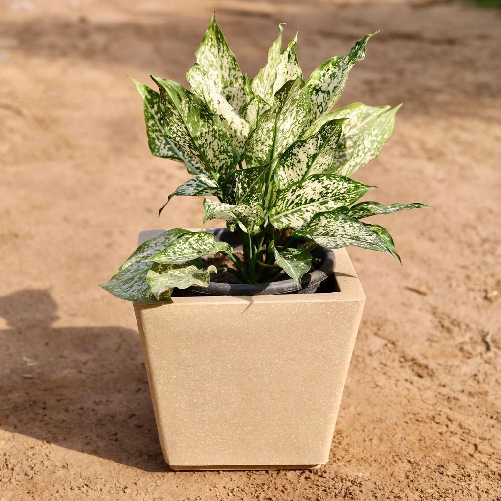 Aglaonema Snow White in 10 Inch Brown Square Fox Fiberglass Pot