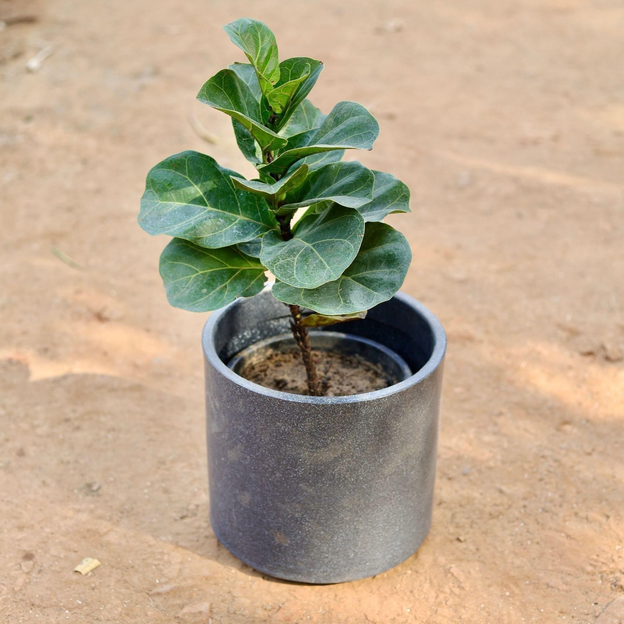 Fiddle Leaf Fig / Ficus Lyrata in 10 Inch Gray Fox Plain Classy Fiberglass Pot