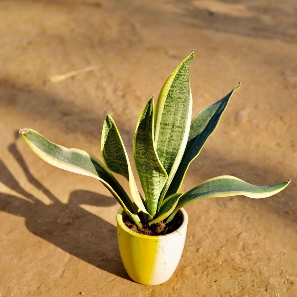 Buy Snake Variegated In 6 Inch Classy Glass Ceramic Pot (Any Colour) Online | Urvann.com Snake Variegated in 6 Inch Classy Glass Ceramic Pot (Any Colour)