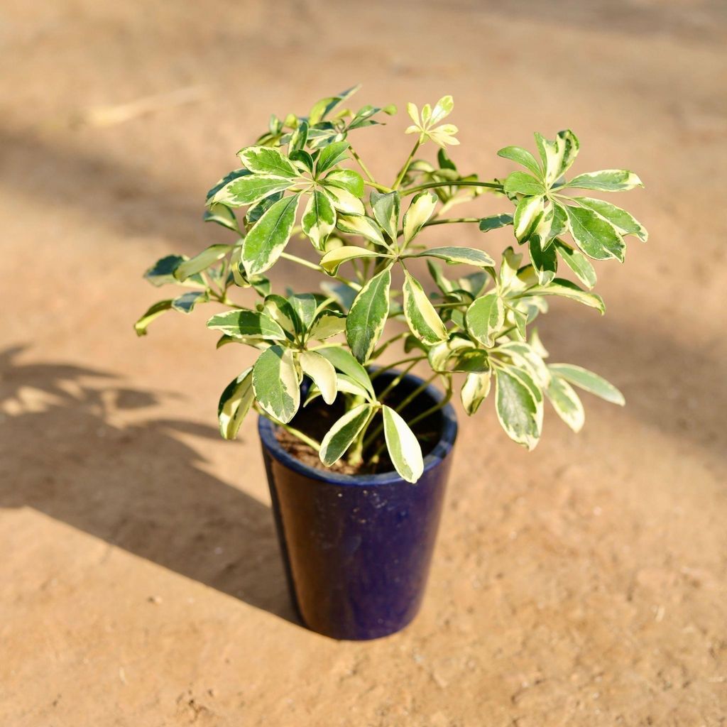Buy Schefflera Variegated In 6 Inch Classy Glass Ceramic Pot (Any Colour) Online | Urvann.com Schefflera Variegated in 6 Inch Classy Glass Ceramic Pot (Any Colour)