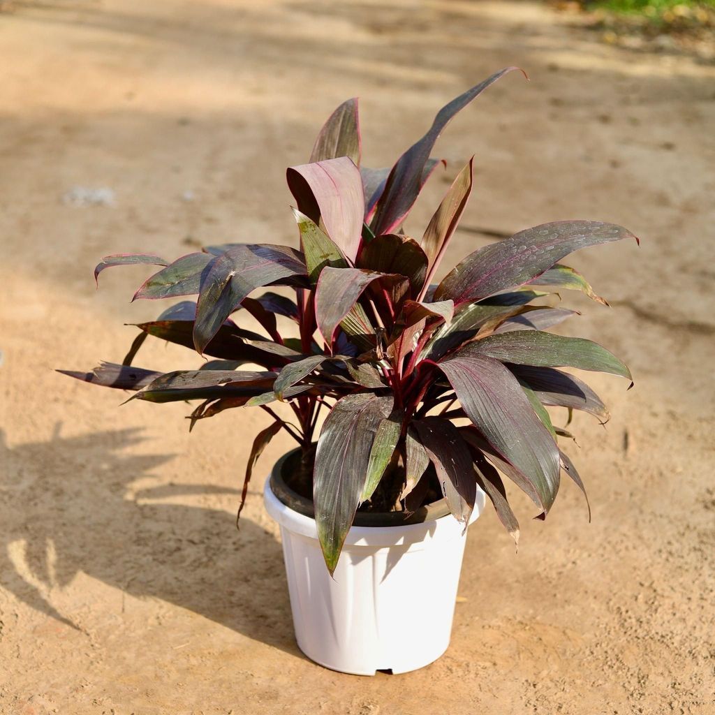 Buy Dracaena Red 3 In 1 In 10 Inch White Classy Plastic Pot Online | Urvann.com Dracaena Red 3 in 1 in 10 Inch White Classy Plastic Pot