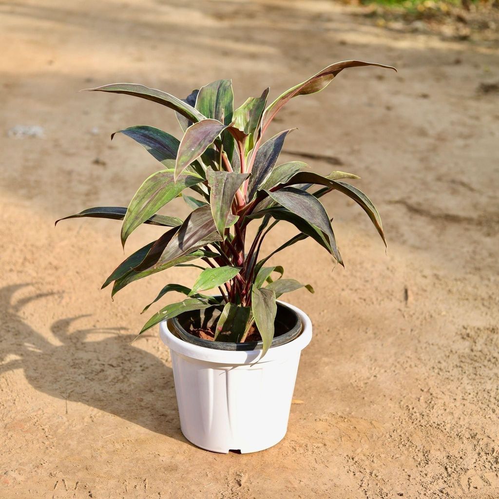Buy Dracaena Ruby In 10 Inch White Classy Plastic Pot Online | Urvann.com Dracaena Ruby in 10 Inch White Classy Plastic Pot