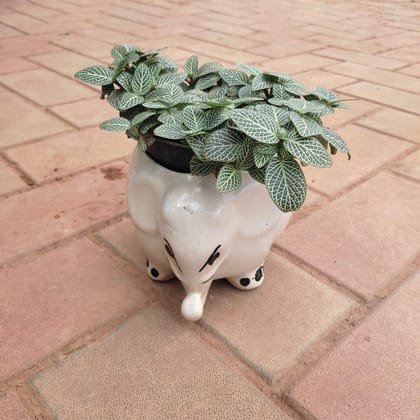 Buy Fittonia / Nerve Plant in 5 Inch Cute Elephant Designer Ceramic Pot Online | Urvann.com