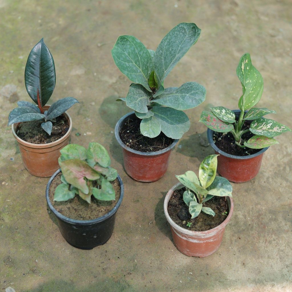 Indoor Air Purifying Combo - Set of 5 - Syngonium Bronze, Rubber Variegated Plant, Rubber plant, Aglaonema Green Papaya & Fiddle Leaf in 3 Inch Nursery Pot