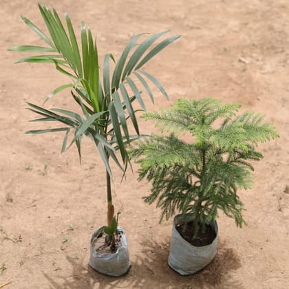 Buy set of 2 - Chikotia Palm & Christmas Tree / Araucaria in 5 Inch Nursery Bag Online | Urvann.com