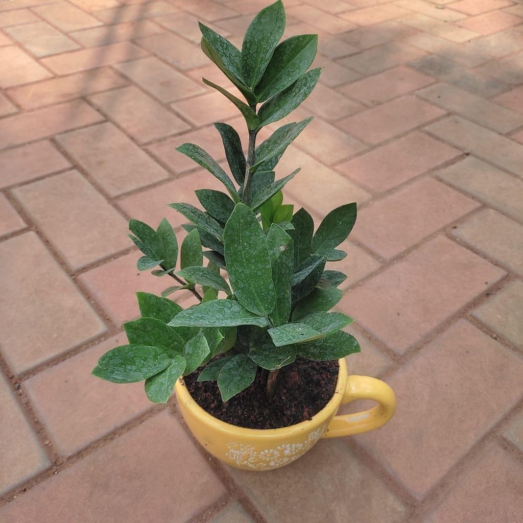 Buy Zz Green in 5 Inch Cup Designer Ceramic Pot (any design & colour) Online | Urvann.com Zz Green in 5 Inch Cup Designer Ceramic Pot (any design & colour)