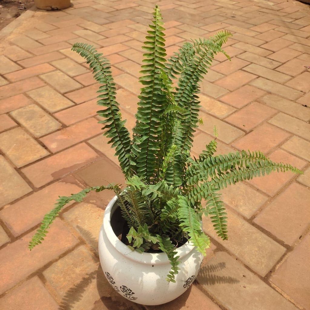 Buy Fern Green in 8 Inch Classy White Matki Ceramic Pot Online | Urvann.com Fern Green in 8 Inch Classy White Matki Ceramic Pot