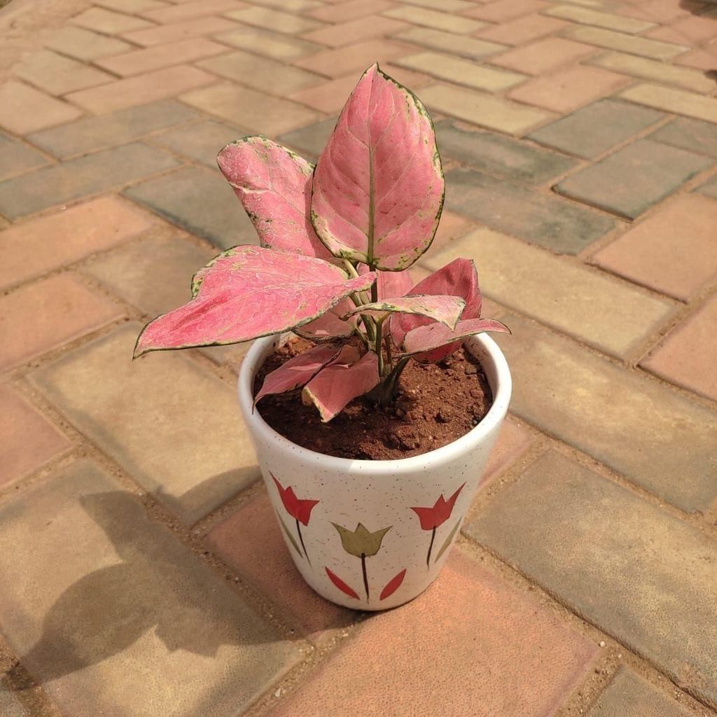 Aglaonema Pink in 6 Inch Classy Balti Ceramic Pot (any colour & design)