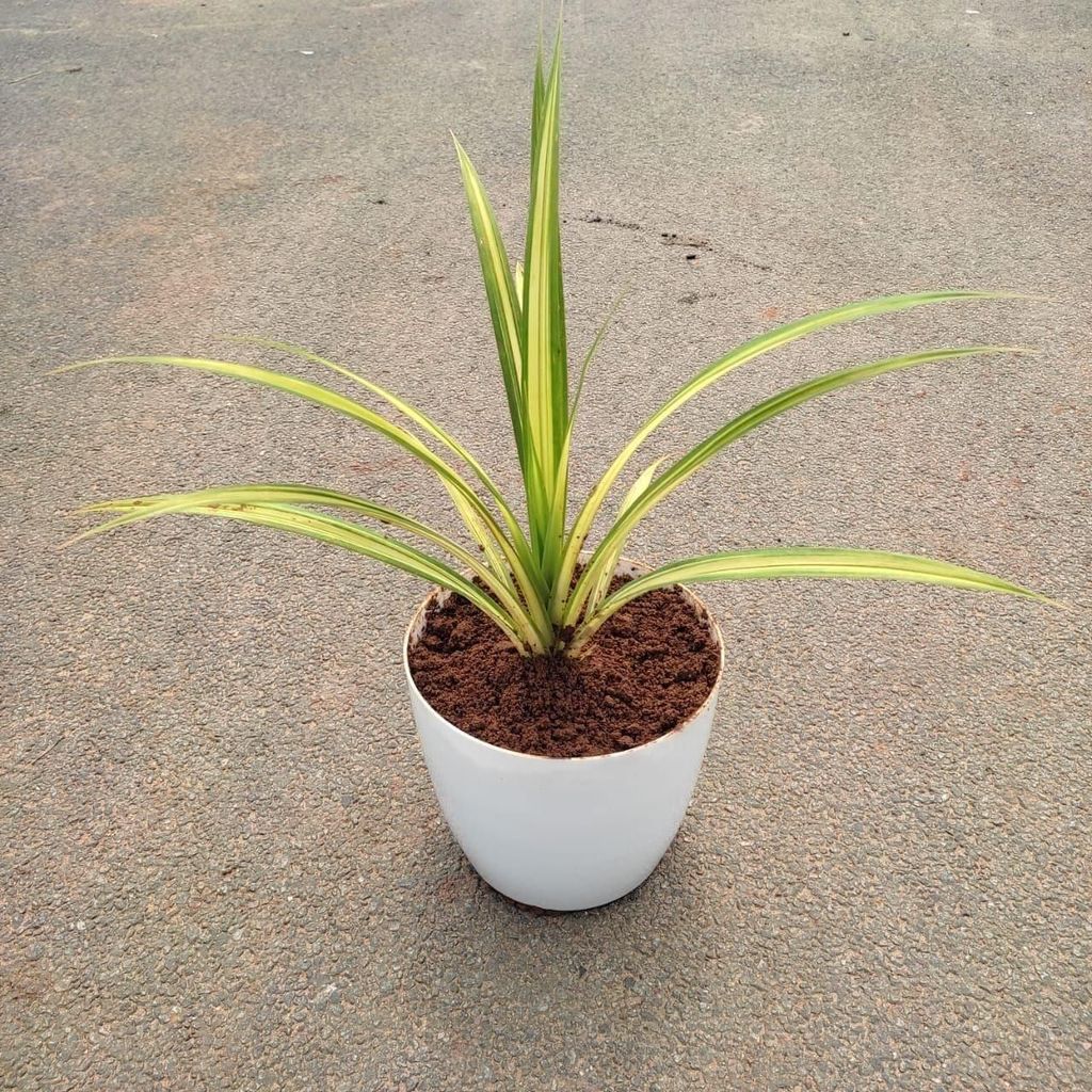 Buy Spider Yellow in 6 Inch Premium Plastic Pot (any colour) Online | Urvann.com Spider Yellow in 6 Inch Premium Plastic Pot (any colour)