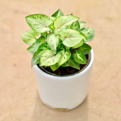 Buy Syngonium Green in 3 Inch Classy White Round Ceramic Pot Online | Urvann.com
