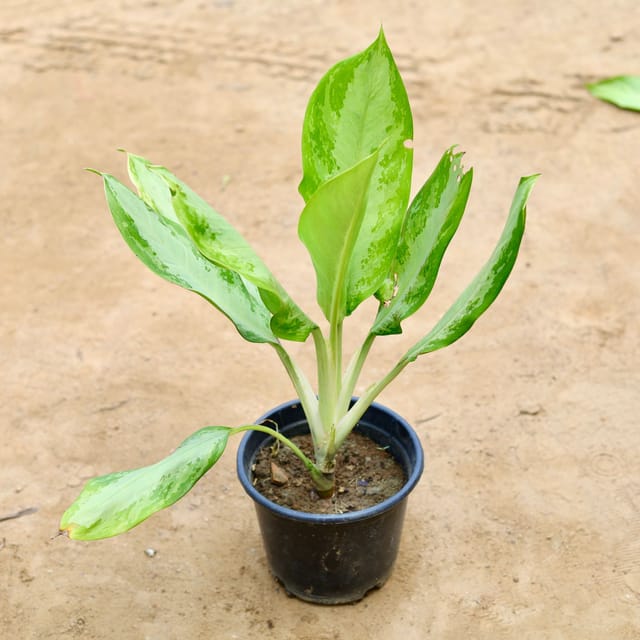 Aglaonema Silver King (~ 1 Ft) in 8 Inch Nursery Pot