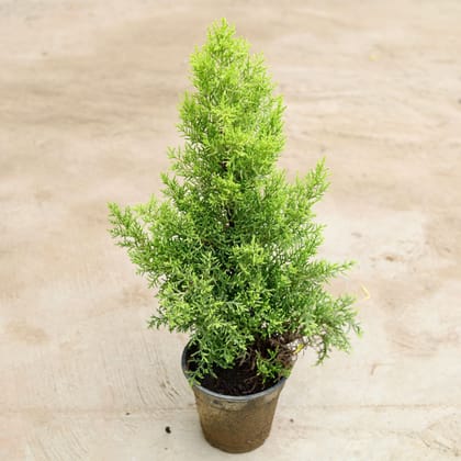 Buy Cypress Golden (~ 1.5 Ft) in 6 Inch Plastic Pot Online | Urvann.com