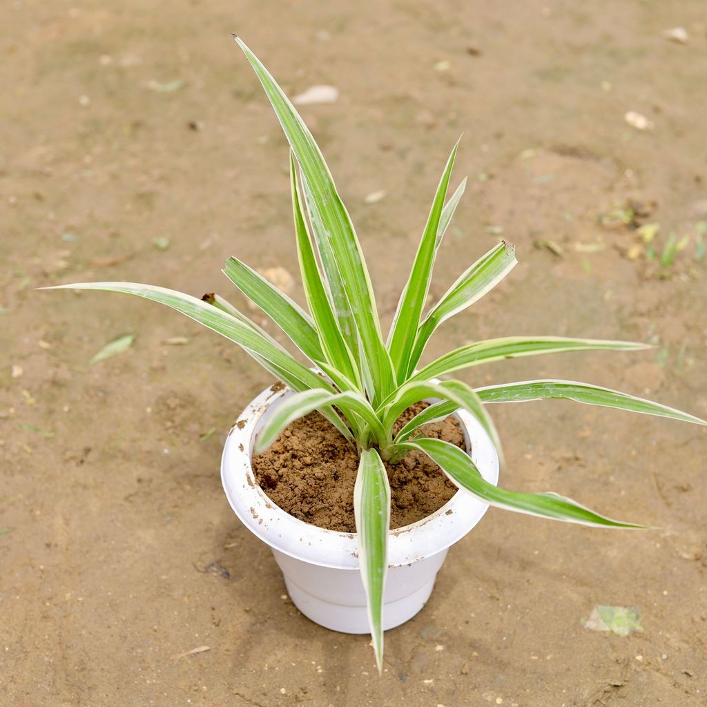 Spider in 6 Inch White Classy Plastic Pot