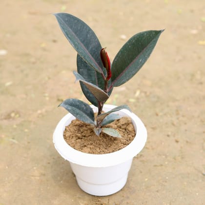 Buy Rubber Plant in 6 Inch White Classy Plastic Pot Online | Urvann.com