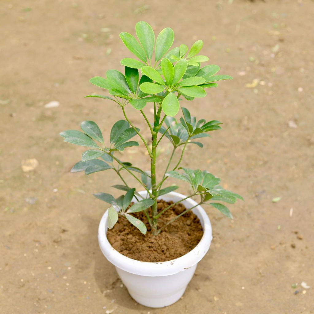 Schefflera Green in 6 Inch White Classy Plastic Pot