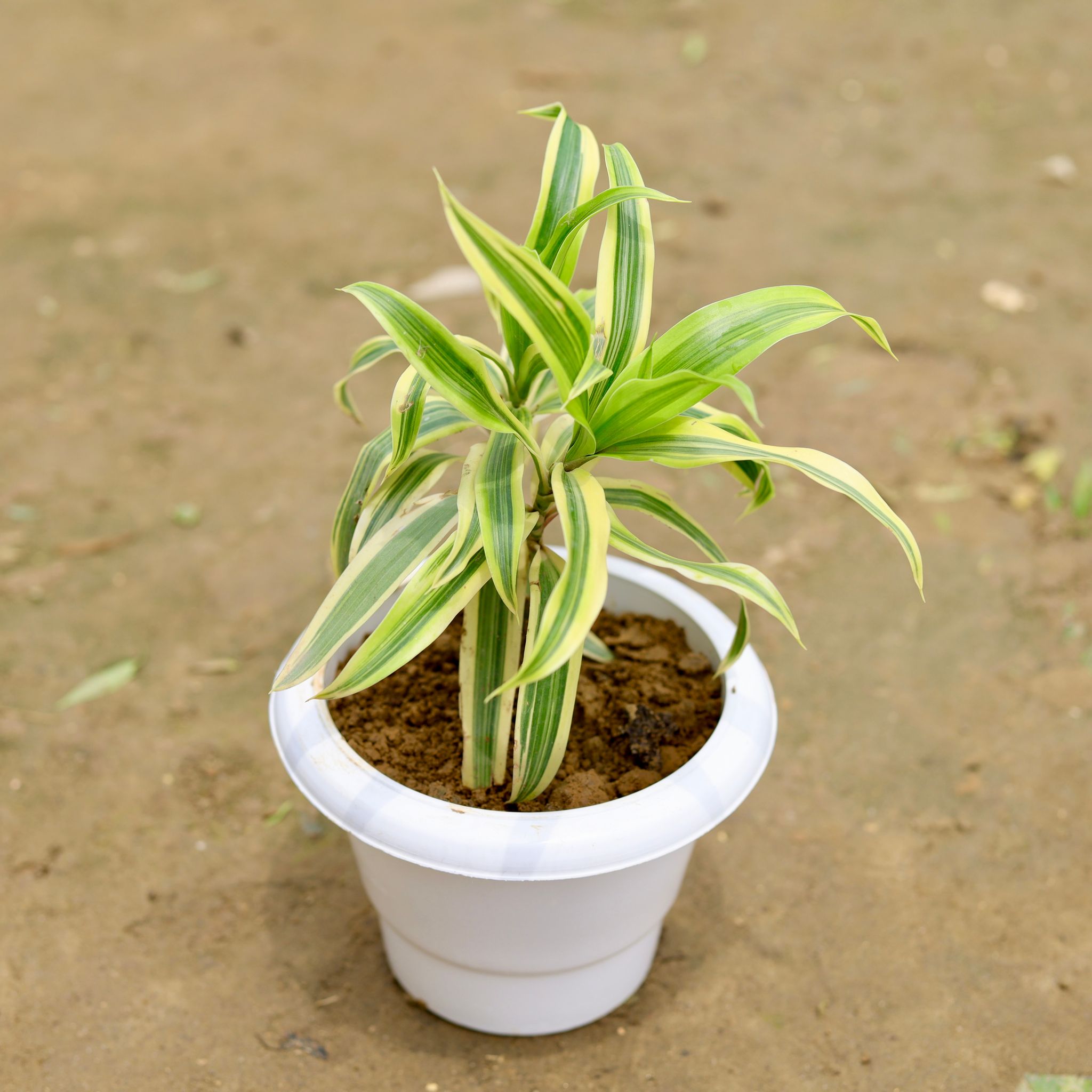 Song of India in 6 Inch White Classy Plastic Pot