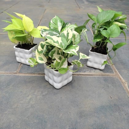 Buy Set of 3 - Money Plants (Desi, Golden & N' Joy) in 3 Inch Classy Square Designer Ceramic Pot Online | Urvann.com