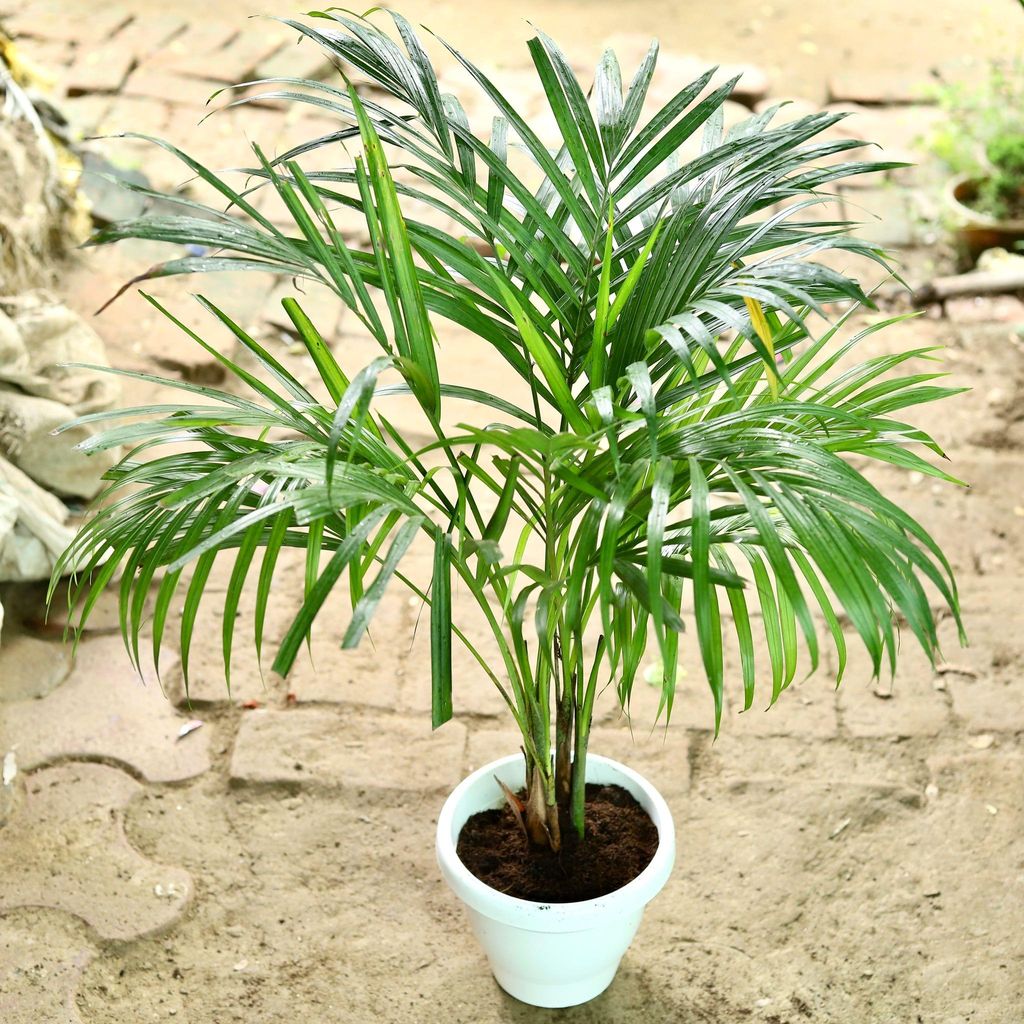 Areca Palm Dwarf in 5 Inch Classy White Plastic Pot