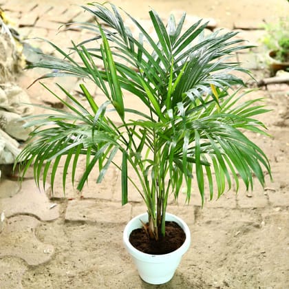 Buy Areca Palm Dwarf in 5 Inch Classy White Plastic Pot Online | Urvann.com