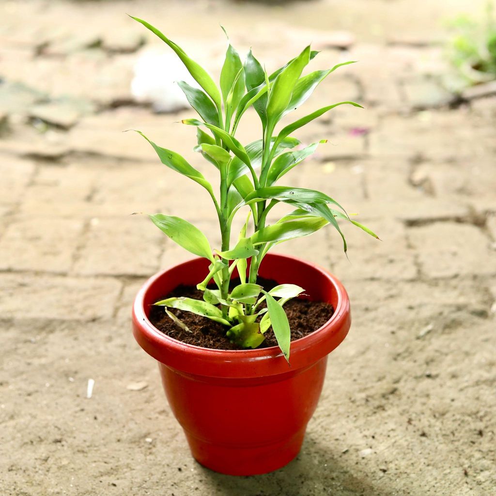 Golden Bamboo in 8 Inch Classy Red Plastic Pot