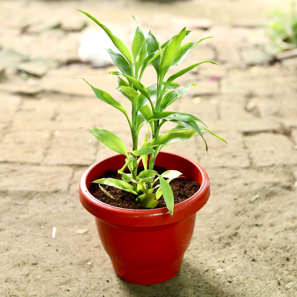 Golden Bamboo in 5 Inch Classy Red Plastic Pot