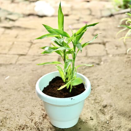 Buy Golden Bamboo in 5 Inch Classy White Plastic Pot Online | Urvann.com