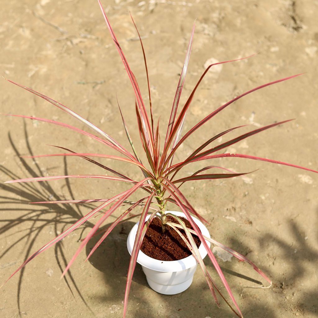 Dracaena Colorama / Marginata in 6 Inch Classy White Plastic Pot