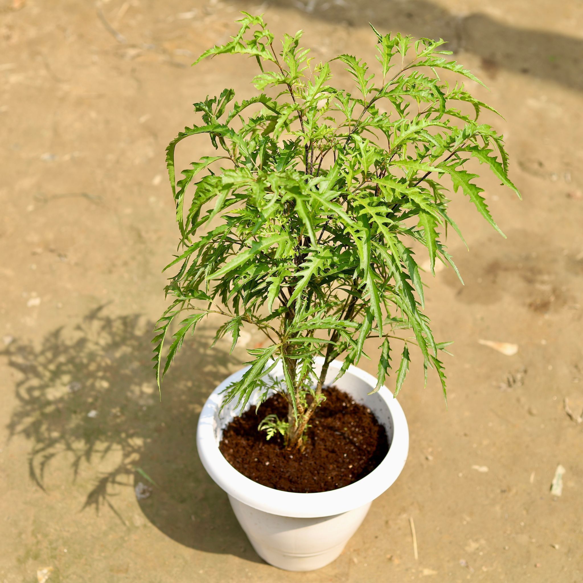 Aralia Neem in 8 Inch Classy White Plastic Pot