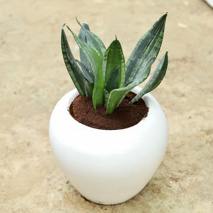 Buy Snake Green Dwarf in 8 Inch Classy White Fiberglass Apple Pot Online | Urvann.com
