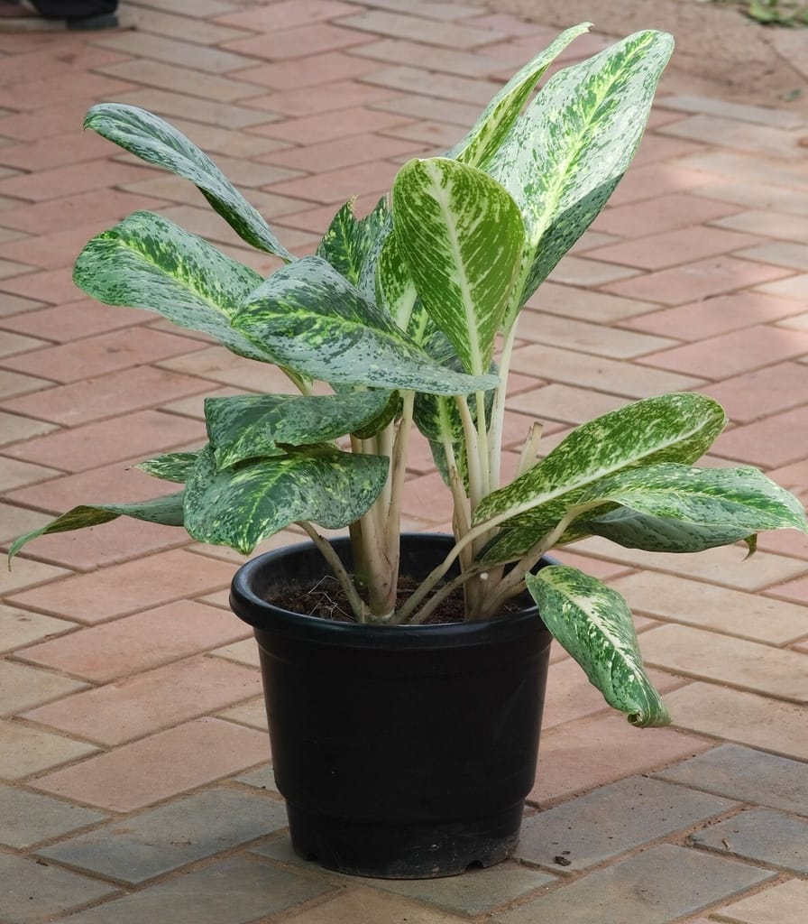 Aglaonema Golden Madonna in 10 Inch Nursery Pot