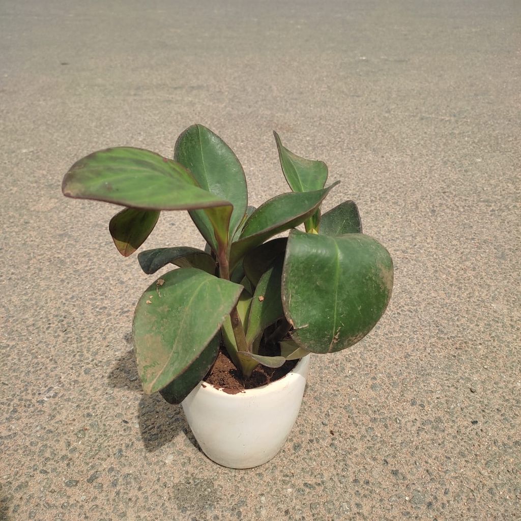 Buy Peperomia / Radiator Plant Green in 3 Inch Classy Cup Ceramic Pot (any colour) Online | Urvann.com Peperomia / Radiator Plant Green in 3 Inch Classy Cup Ceramic Pot (any colour)