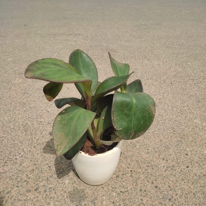 Buy Peperomia / Radiator Plant Green in 3 Inch Classy Cup Ceramic Pot (any colour) Online | Urvann.com