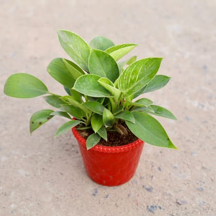 Buy Philodendron Birkin in 4 inch Designer Ark Plastic Pot (any colour) Online | Urvann.com