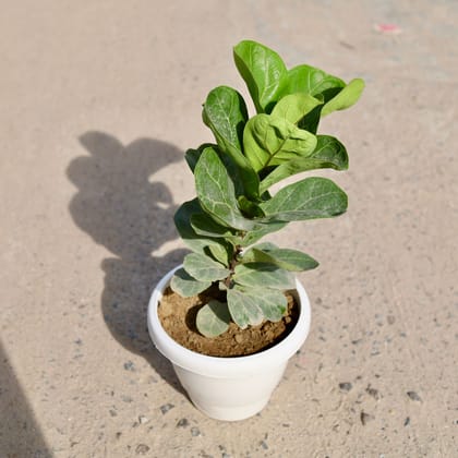 Buy Fiddle leaf Fig / Ficus Lyrata in 8 inch Classy White Plastic Pot Online | Urvann.com
