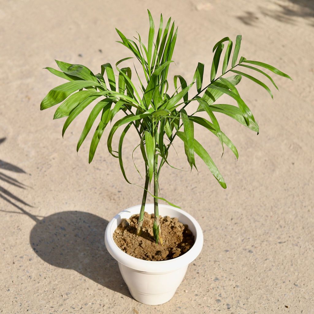 Buy Chikotiya / Sepotia Palm in 8 inch Classy White Plastic Pot Online | Urvann.com Chikotiya / Sepotia Palm (~ 1 Ft) in 8 inch Classy White Plastic Pot