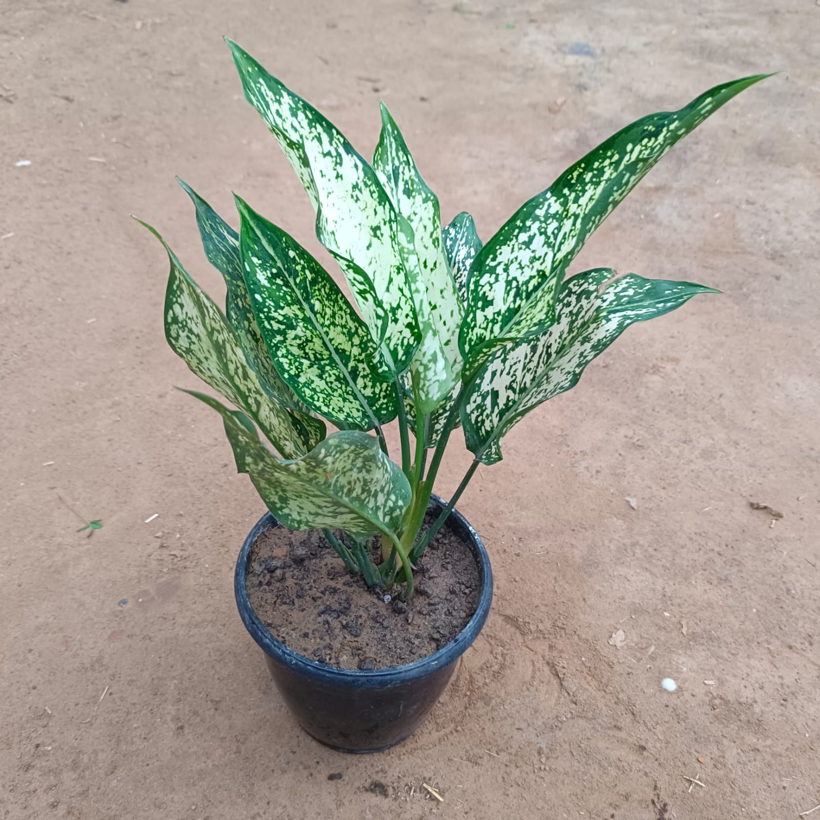 Aglaonema Spring Snow in 5 Inch Nursery Pot